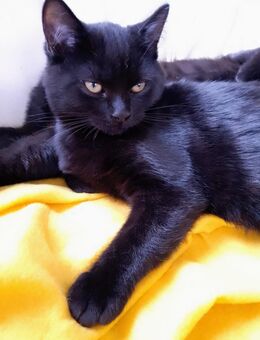 Elegantes, lackschwarzes Britisch Langhaar Kitten, Männchen, sofort abgabebereit - Troisdorf