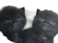 Süsse Katzenbabys ,kitten, Kätzchen rot getriegerte und schwarze weiblich und männlich - Betzenstein Zentrum