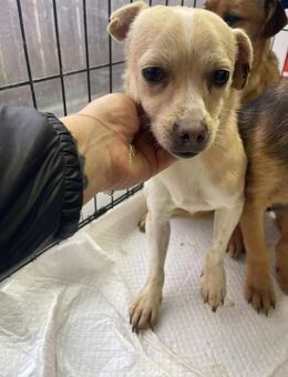 B730 sucht sicherheit - Neuberg