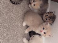 Wunderschöne BKH Kitten - Dortmund