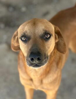 JEIK - Schau mir in die Augen, Kleines - Dänischenhagen