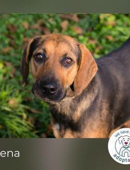 Milena: Sucht ein Zuhause - Kirchzell