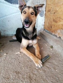 JACK, freundlicher Schäfi-Mix - Bonndorf (Schwarzwald)