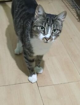 Zuhause gesucht für Ana - Celle