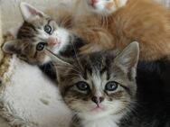 2 Heilige Birma / EKH Kitten Katzen Abholbereit - Ramsen CH