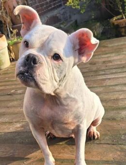 Prinzessin Diva sucht tierfreie Zone - Wettenberg