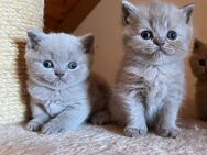 BKH kitten in Fawn/ Lilac - Blaufelden