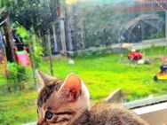 Bengal Kitten Reinrassig Snow Lynx, Silver und Silver Charcoal mit toller Zeichnung Abgabe ab Juni - Werther (Westfalen)