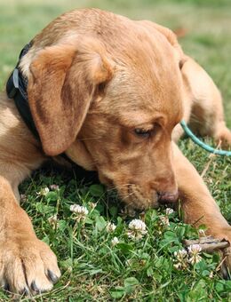 Labrador Welpen - Altentreptow