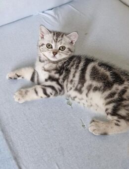 Bkh kitten Abgabebereit - Ludwigsburg