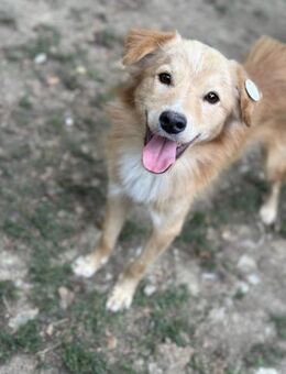Sammy - Aufgeschlossener Rüde - Berlin