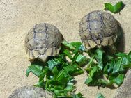 Ägyptische Landschildkröten Testudo kleinmanni zu verkaufen - Leer (Ostfriesland) Zentrum