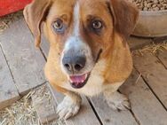 🆘 NOTFALL 💞Tapferer Mini Pook🆘 - Eislingen (Fils)