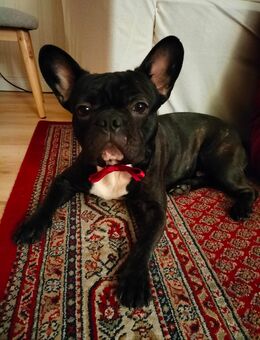 Französische Bulldogge 1 1/2 Jahre alt - Berlin