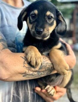 DEMBA (♂) - netter, zutraulicher Welpe - Duisburg