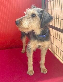 liebenswerter Lausbub BODI - Mamming