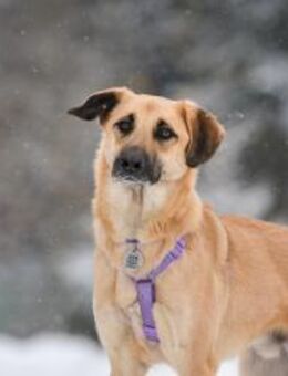 Schüchterner Lutik sucht sein Zuhause - Duisburg