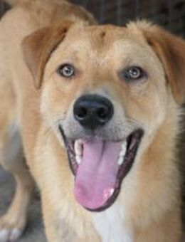 EDDY - zauberhafter Junghund - Kallmünz