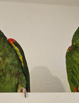 Zahmes Papagei - Pärchen mit Zubehör: Doppelgelbkopf-Amazonen (Amazona oratrix) - Lahnstein