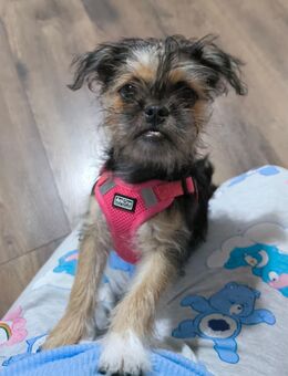 Welpe – Mischung aus Shih Tzu und Mops - Bremen