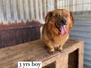 Twix, ein super Kerlchen sucht Familie - Köln