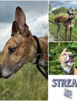 STREAM * lebensfroher Glückskerl - Duisburg
