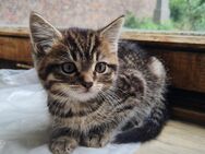 Kater - 12 Wochen - Weilerswist