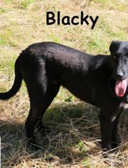 Blacky - entspannter Menschenfreund... - Kissing