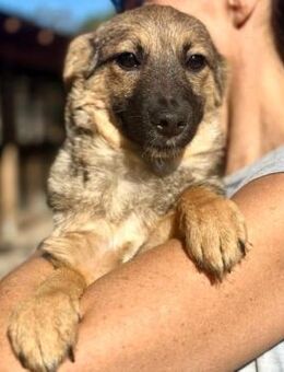 LEYLA ~ ultra süßes kleines Mädchen - Duisburg