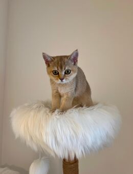 BKH Katze - Goch Zentrum