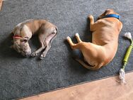 American Bully Standard und XL - Weyhe