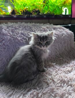 2 wundervolle Bkh/Blh Kitten suchen noch ein Zuhause - Wunstorf