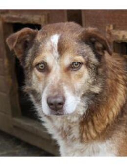 Benji - Pflegestelle oder Zuhause gesuch - Oberwies