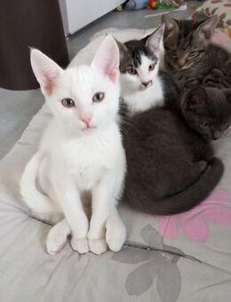 Russische Blau und türkische Angora Mix Kätzchen ab sofort - Dörrebach