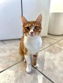 Handicap Kater Nemo aus dem Tierschutz - Grevenbroich