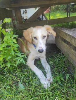 Chicco 💜💜💜 sucht Happy-Home - Bad Karlshafen