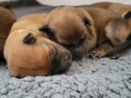 Harzer Fuchs Altdeutscher Hütehund - Gschwend