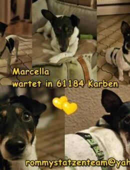 Marcella ist sportlich und schlau - Schafflund