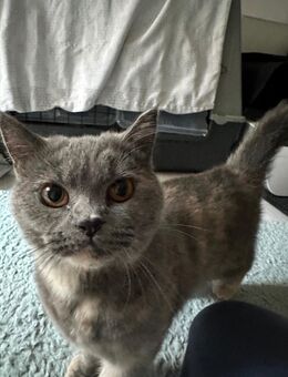 BKH Katze Tortie - Bremen