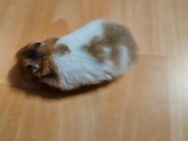 Kleintier handzahmer Hamster - Schellerten