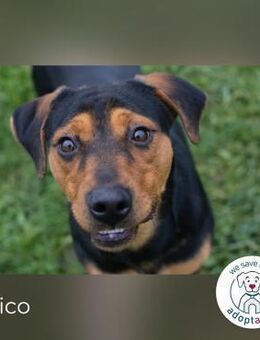 Chico Sucht aktive Menschen! - Kirchzell