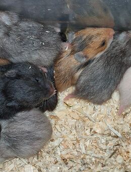Goldhamster und Teddyhamster Nachwuchs - Baunatal
