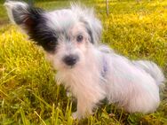 Chinese Crested Welpen - Biersdorf (See)