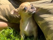 Chihuahua Welpe Hündin - Zülpich