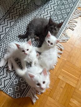reinrassige Maine Coon kitten - Würzburg