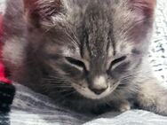 BKH Kittens - Amstetten