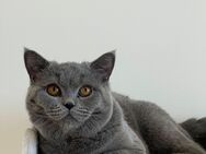 Reinrassiger bkh Kater - Dillenburg