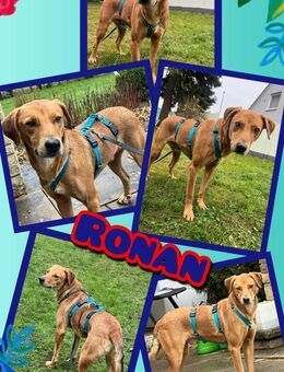 Ronan- möchte endlich gesehen werden! - Nürnberg