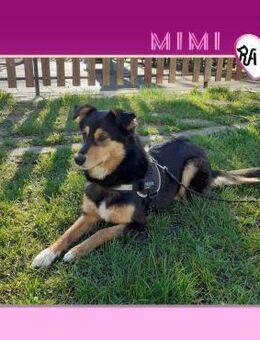 🧡 MIMI 🧡 - WARTET AUF IHRE MENSCHEN! - Alfeld (Leine)