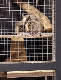 Drei Degu Männchen abzugeben. - Eberswalde